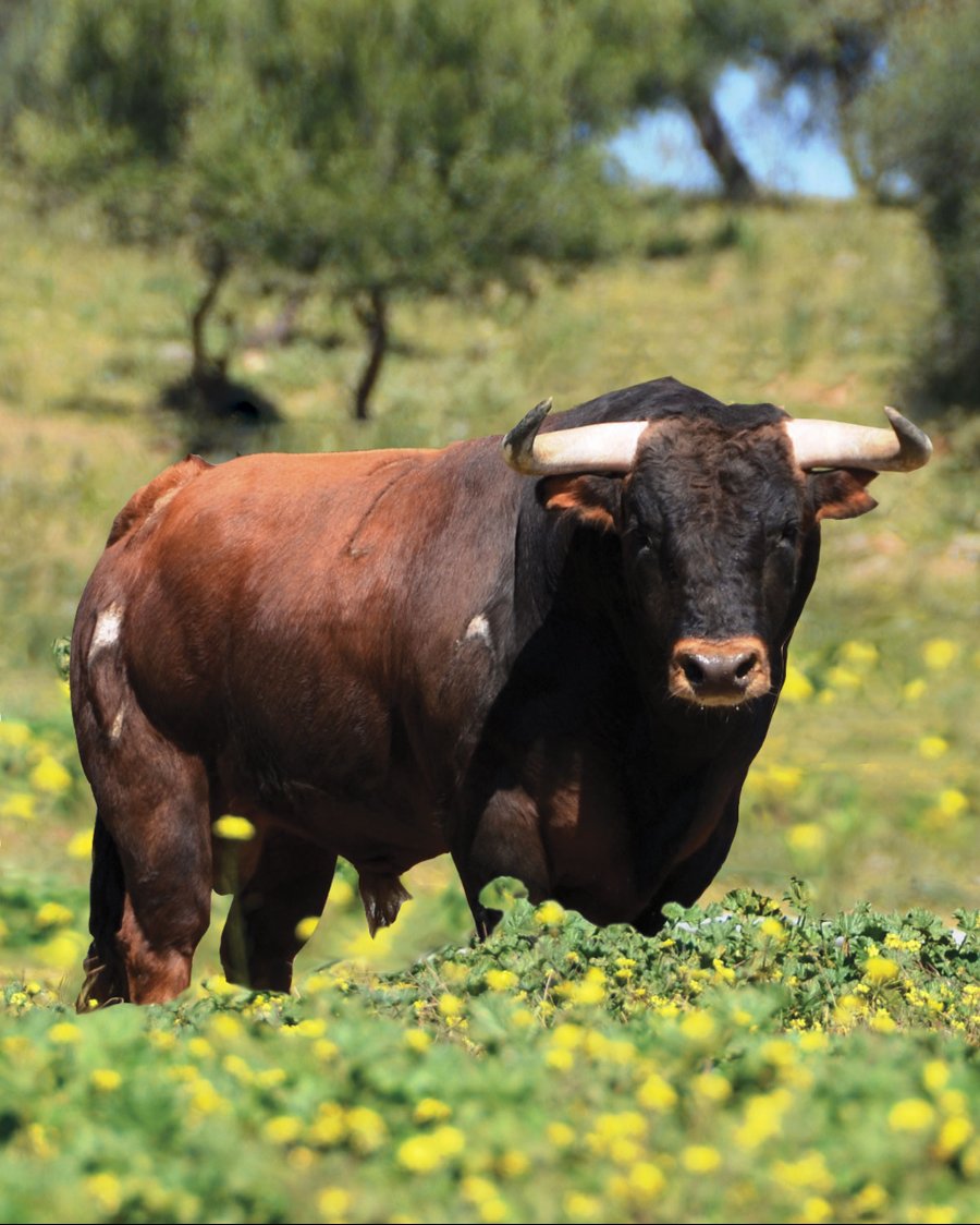 Visita a una ganadería de toros bravos cerca de Sevilla